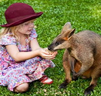 Kuranda Day Tour  HotAir Balloon Combo - Foster Accommodation