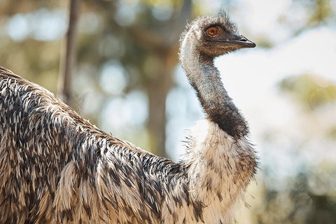 Sydney Taronga Zoo General Entry Ticket - Foster Accommodation 4