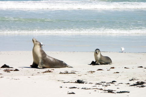 Kangaroo Island Personal Group Tours - Foster Accommodation 3