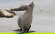 Kangaroo Island Personal Group Tours - thumb 4