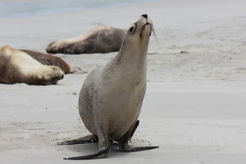 Kangaroo Island Personal Group Tours - Foster Accommodation 4