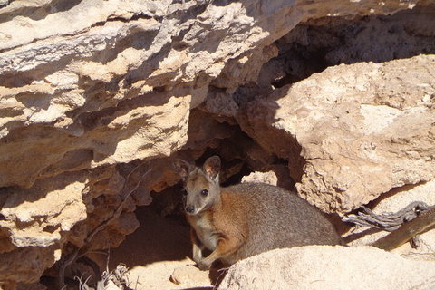 Shipwreck Special Full Day Tour Of The Abrolhos Islands - Foster Accommodation 4