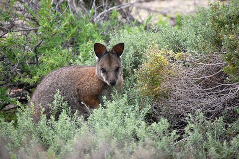 Pink Lake + Abrolhos Islands Nature Tour - Foster Accommodation 1