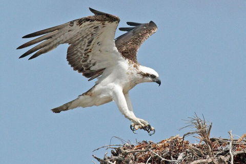 Pink Lake + Abrolhos Islands Nature Tour - Foster Accommodation 3
