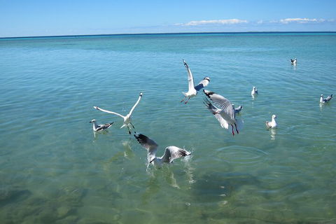 Pink Lake + Abrolhos Islands Nature Tour - Foster Accommodation 5