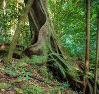 Private Daintree Mossman Gorge Exclusive Nature and Wildlife Focus - Foster Accommodation