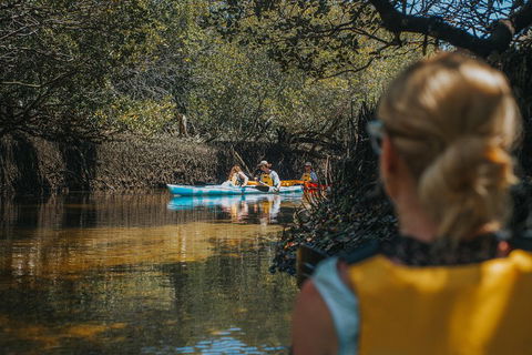 Kayak Tour In Adelaide Dolphin Sanctuary - Foster Accommodation 0