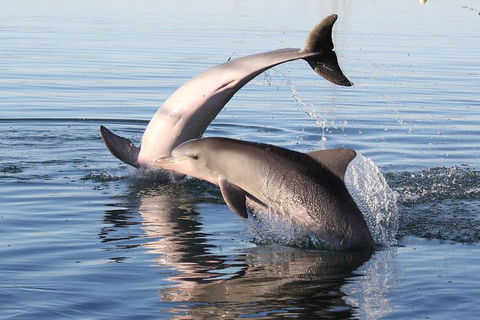 Kayak Tour In Adelaide Dolphin Sanctuary - Foster Accommodation 5