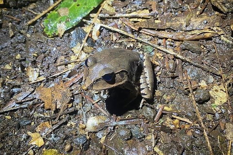 Evening Rainforest & Glow Worm Experience - Foster Accommodation 1