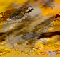 Daintree and Cape Tribulation Full Day Guided Tour - Foster Accommodation