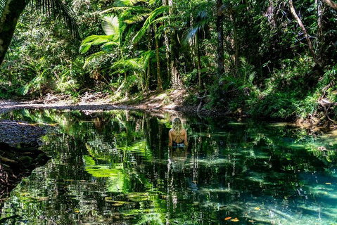 Daintree And Cape Tribulation Full Day Guided Tour - Foster Accommodation 1
