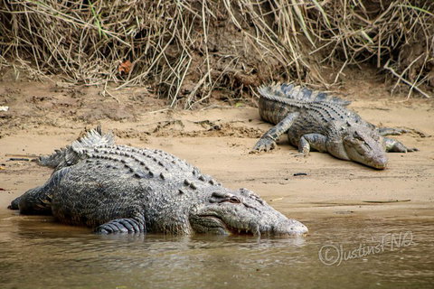 Daintree And Cape Tribulation Full Day Guided Tour - Foster Accommodation 3