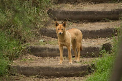 Blue Mountains Small-Group Insider Tour From Sydney - Foster Accommodation 3