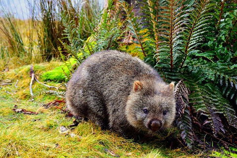 Cradle Mountain National Park Day Tour From Launceston - Foster Accommodation 0