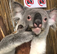 Kuranda Tour Deluxe Course with Kuranda 3 Zoos or Free Course - Foster Accommodation