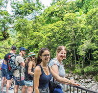 Cape Tribulation Mossman Gorge and Daintree Rainforest Day Trip from Cairns or Port Douglas - Foster Accommodation