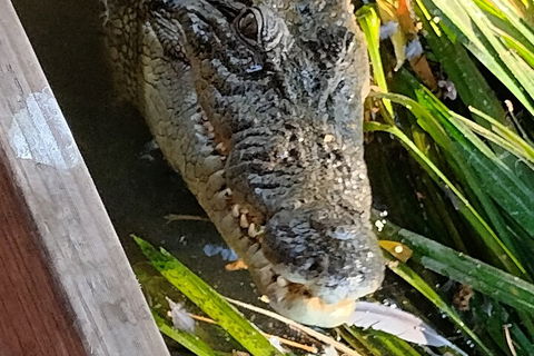 Litchfield Park Adventures And Jumping Crocodile Cruise + Butterfly Farm - Foster Accommodation 1