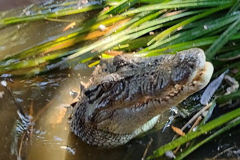 Litchfield Park Adventures And Jumping Crocodile Cruise + Butterfly Farm - Foster Accommodation 4