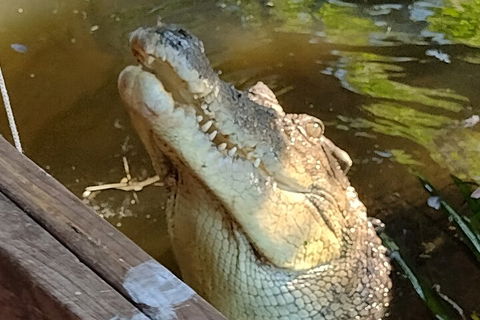 Litchfield Park Adventures And Jumping Crocodile Cruise + Butterfly Farm - Foster Accommodation 5