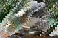 Private Blue Mountains and Wildlife Park Tour from Sydney with Barbecue Lunch