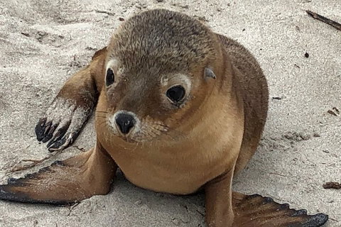 Kangaroo Island Scenic Trail Tour - Foster Accommodation 0