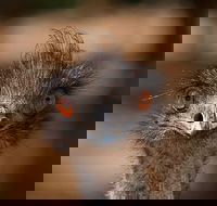 Currumbin Wildlife Sanctuary General Entry Ticket - Foster Accommodation