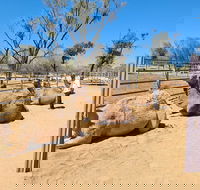 West MacDonnell Ranges Half-Day Small-Group Tour with Camel Ride - Foster Accommodation