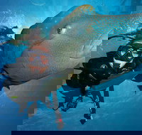 Great Barrier Reef Snorkeling and Diving Cruise from Cairns - Foster Accommodation