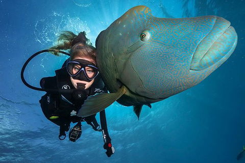 Great Barrier Reef Snorkeling And Diving Cruise From Cairns - Foster Accommodation 0