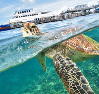 Scenic Helicopter Flight to Moore Reef and Return Snorkeling Cruise from Cairns - Foster Accommodation