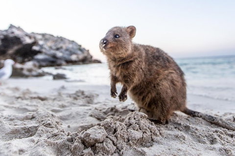 Rottnest Island All-Inclusive Grand Island Tour From Fremantle - Foster Accommodation 2