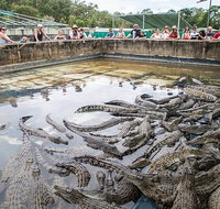 Hartley's Crocodile Adventures Day Trip from Cairns - Foster Accommodation