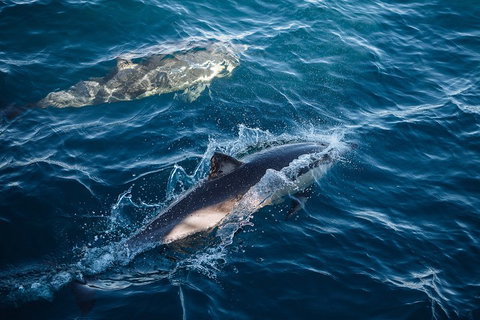 Sydney Whale-Watching Cruise - Foster Accommodation 0