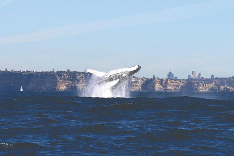 Sydney Whale-Watching Cruise - Foster Accommodation 3