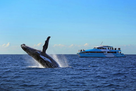 Sydney Whale-Watching Cruise - Foster Accommodation 5