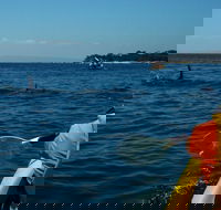 Mornington Peninsula Kayak Coastline Tour of Dolphin Sanctuary - Foster Accommodation