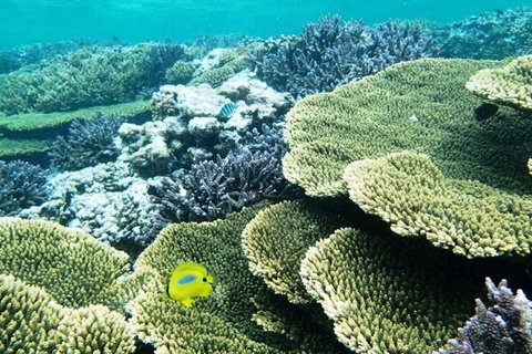 Abrolhos Islands Scenic Flight & Snorkel Adventure From Perth - Foster Accommodation 4