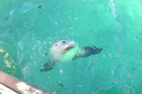 Abrolhos Islands Scenic Flight & Snorkel Adventure From Perth - Foster Accommodation 5