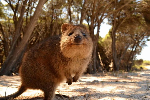 Wave Rock & Rottnest Island - Air & Ground Tour - Foster Accommodation 0