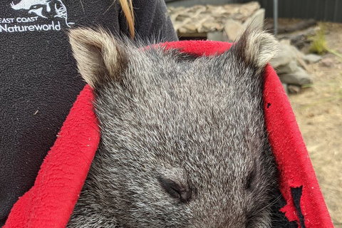 2-Day Tas East Coast Escape Tour Including Bay Of Fires, Wineglass Bay & Devils - Foster Accommodation 3