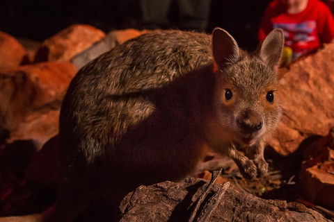 Alice Springs Desert Park Nocturnal Tour - Foster Accommodation 3