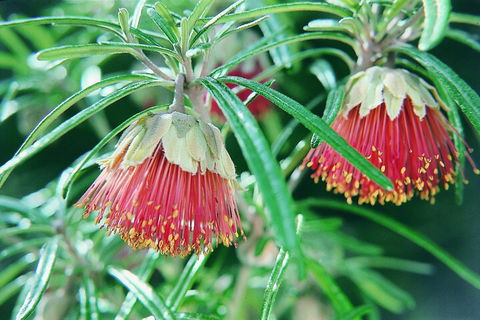 Full-Day Pinnacles Desert And Yanchep National Park Tour From Perth - Foster Accommodation 1