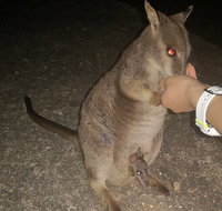 Private Tour to Paronella Park Historic Village Herberton and wild life Wallaby - Foster Accommodation