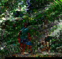 Full Day Daintree Rainforest and Mossman Gorge Tour - Foster Accommodation