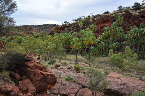 Palm Valley And Hermannsburg 1 Day 4WD Tour - Foster Accommodation 4