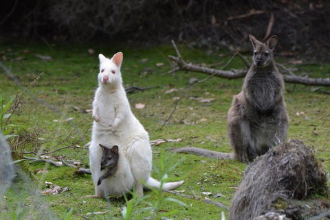 Full-Day Guided Bruny Island Tour From Hobart - Foster Accommodation 0