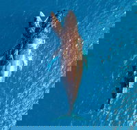 Buccaneer Explorer - Foster Accommodation