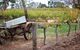 Maggie Beer Farm - Barossa Valley Regional Tour - thumb 1