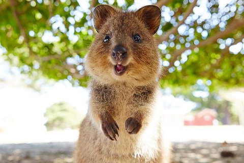 Discover Rottnest With Ferry & Bus Tour From Perth Or Fremantle - Foster Accommodation 0