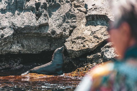 Adventure Rottnest Tour With Ferry & Adventure Cruise From Perth Or Fremantle - Foster Accommodation 1